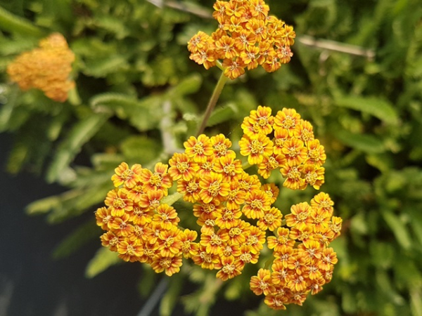 Schafgabe terracotta orange blüten stiele